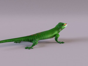 madagascar day gecko 3D Model