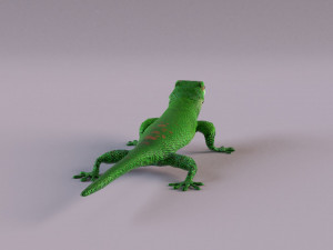 madagascar day gecko 3D Model