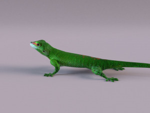 madagascar day gecko 3D Model