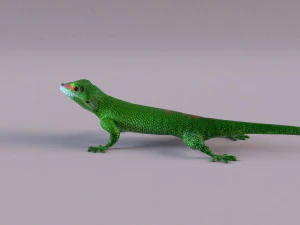 madagascar day gecko 3D Model