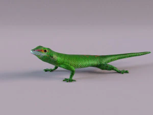 madagascar day gecko 3D Model