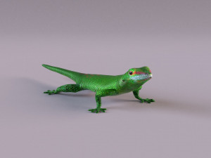 madagascar day gecko 3D Model