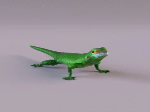 madagascar day gecko 3D Model