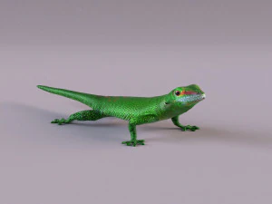 madagascar day gecko 3D Model