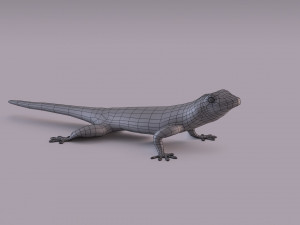 madagascar day gecko 3D Model
