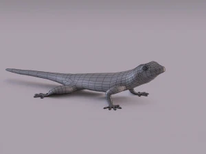 madagascar day gecko 3D Model