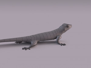 madagascar day gecko 3D Model