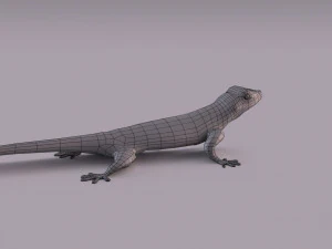 madagascar day gecko 3D Model