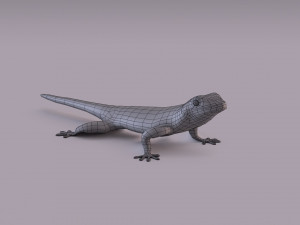 madagascar day gecko 3D Model
