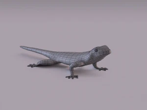 madagascar day gecko 3D Model