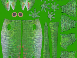 madagascar day gecko 3D Model