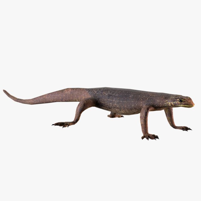 water monitor 3D 模型 .c4d .max .obj .3ds .fbx .stl .blend 