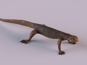 water monitor 3D 模型