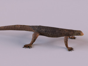 water monitor 3D 模型