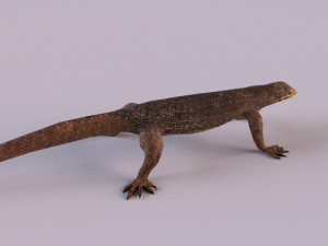 water monitor 3D 模型
