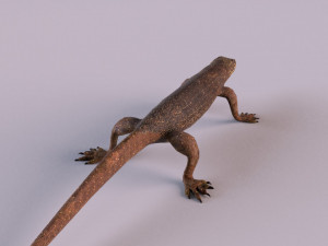 water monitor 3D 模型