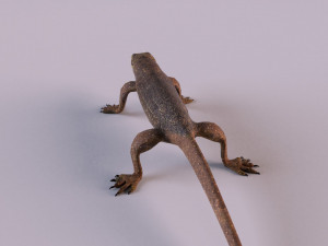 water monitor 3D 模型
