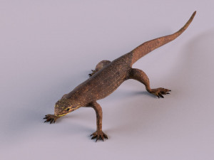 water monitor 3D 模型