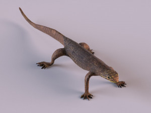 water monitor 3D 模型