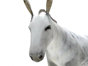 donkey Modèle 3D