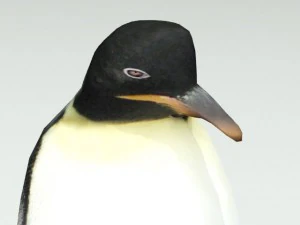 ping&uuml;ino Modelo 3D