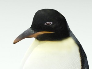penguin 3D 모델