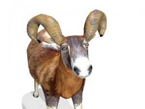 ram 3D मॉडल