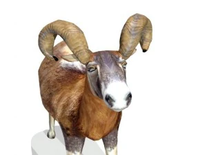 ram 3D Model