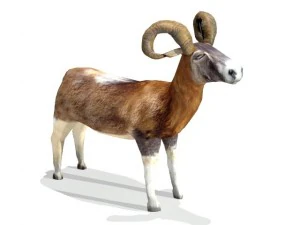 ram 3D Model