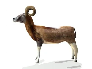 ram 3D Model