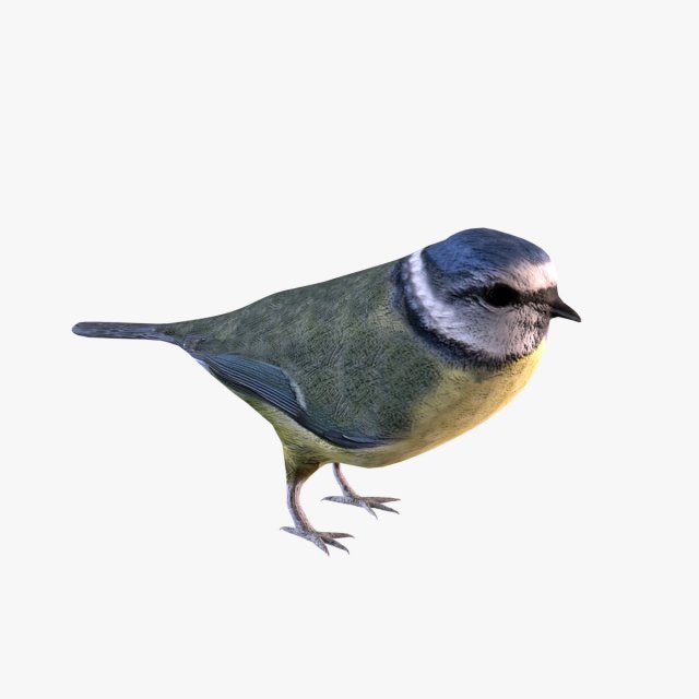 nightingale 3D Model .c4d .max .obj .3ds .fbx .stl .blend 