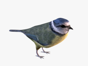 nightingale 3D-Modell