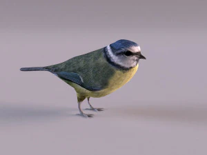 nightingale 3D Model