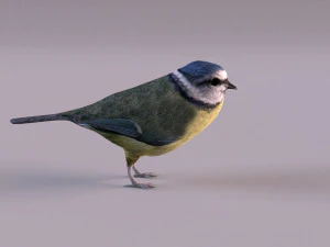 nightingale 3D Model