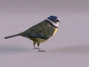 nightingale 3D Model