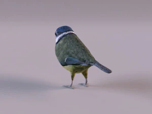 nightingale 3D Model