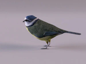 nightingale 3D Model