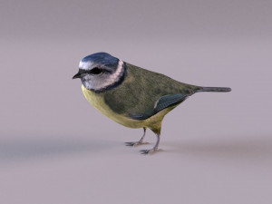 nightingale 3D Model