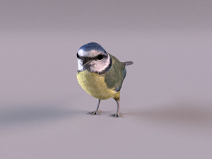 nightingale 3D Model