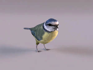 nightingale 3D Model