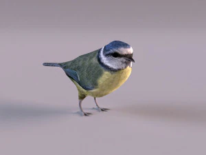 nightingale 3D Model