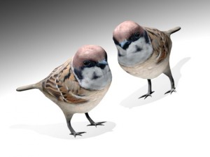 sparrow bird 3Dモデル