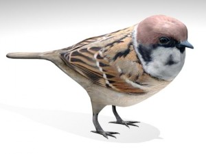 sparrow bird Modelo 3D