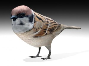 sparrow bird Modelo 3D