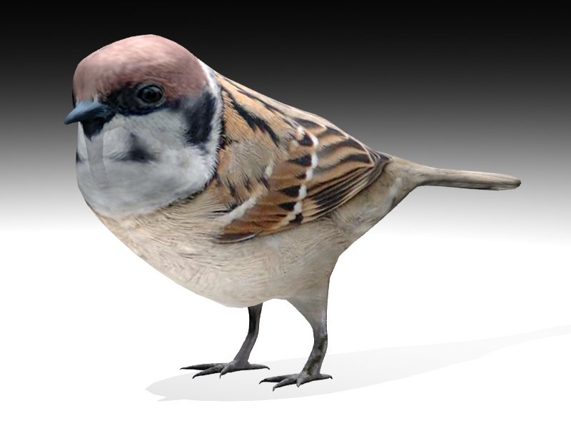 3d sparrow. Sparrow 3d. 3d Sparrow 2013.