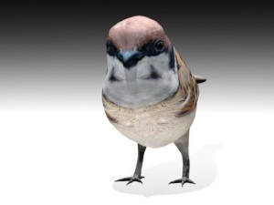 sparrow bird Modelo 3D