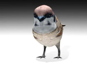 sparrow bird 3D Model