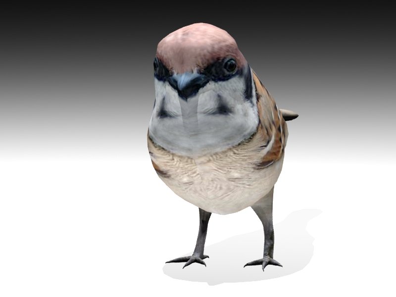 3d sparrow