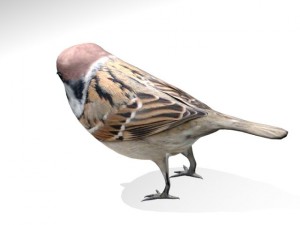 sparrow bird Modelo 3D