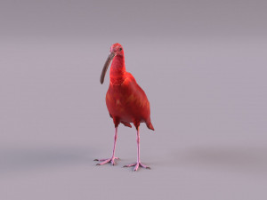 red ibis 3D Model